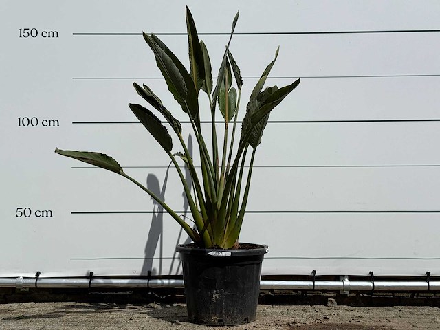 Paradijsvogelplant - strelitzia reginae - hoogte ca. 150 cm - afbeelding 1 van  4