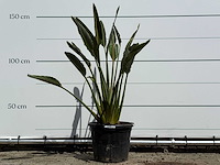 Paradijsvogelplant - strelitzia reginae - hoogte ca. 150 cm - afbeelding 1 van  4