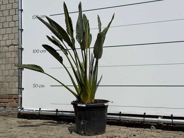 Paradijsvogelplant - strelitzia reginae - hoogte ca. 150 cm - afbeelding 2 van  4