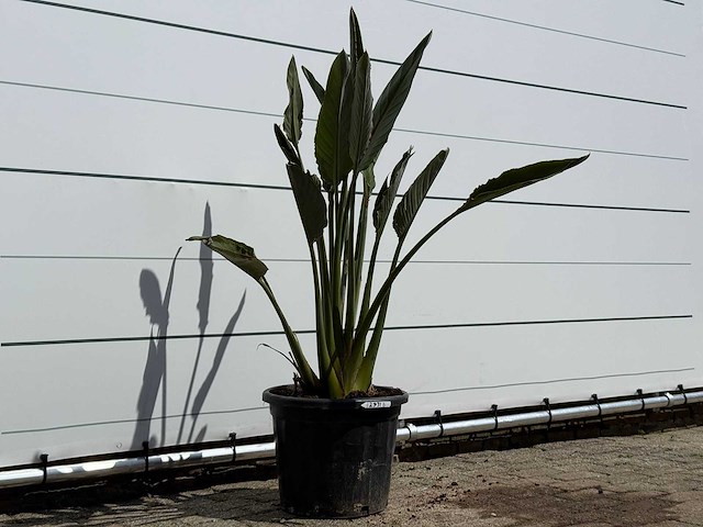 Paradijsvogelplant - strelitzia reginae - hoogte ca. 150 cm - afbeelding 3 van  4