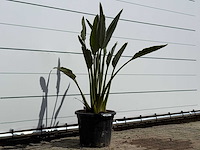 Paradijsvogelplant - strelitzia reginae - hoogte ca. 150 cm - afbeelding 3 van  4