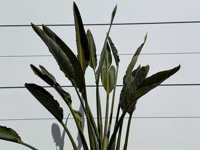 Paradijsvogelplant - strelitzia reginae - hoogte ca. 150 cm - afbeelding 4 van  4