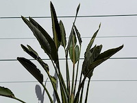 Paradijsvogelplant - strelitzia reginae - hoogte ca. 150 cm - afbeelding 4 van  4