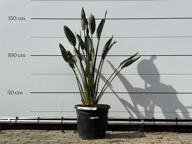 Paradijsvogelplant - strelitzia reginae - hoogte ca. 150 cm - afbeelding 1 van  3