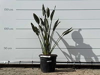 Paradijsvogelplant - strelitzia reginae - hoogte ca. 150 cm - afbeelding 1 van  3