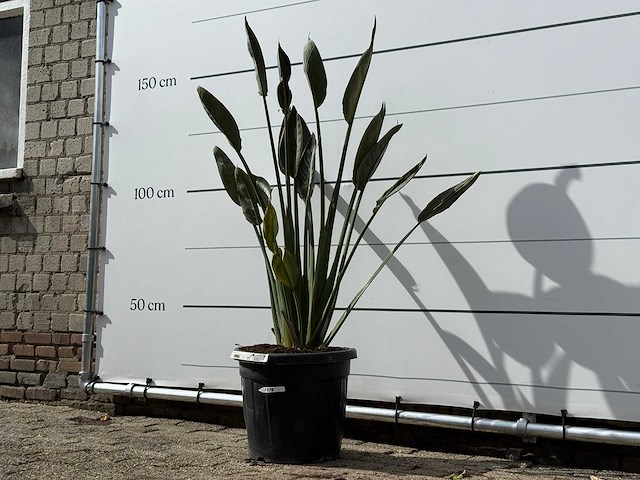 Paradijsvogelplant - strelitzia reginae - hoogte ca. 150 cm - afbeelding 2 van  3