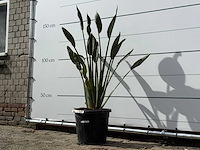 Paradijsvogelplant - strelitzia reginae - hoogte ca. 150 cm - afbeelding 2 van  3