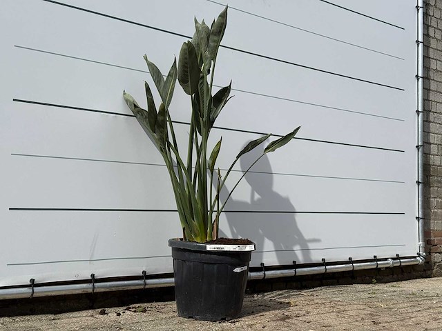Paradijsvogelplant - strelitzia reginae - hoogte ca. 150 cm - afbeelding 3 van  3