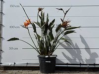 Paradijsvogelplant - strelitzia reginae - hoogte ca. 150 cm - afbeelding 1 van  6
