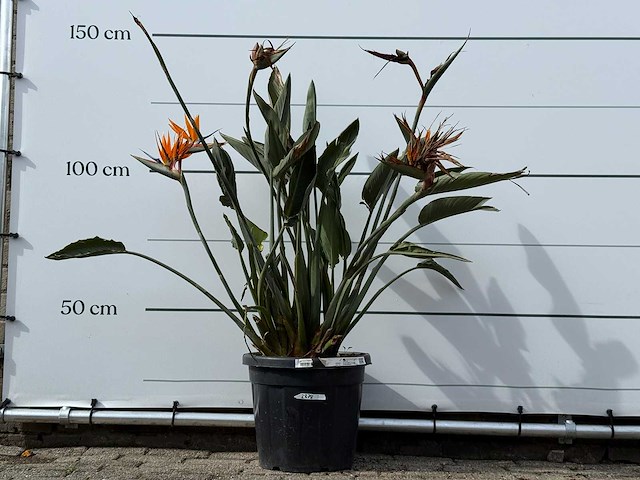 Paradijsvogelplant - strelitzia reginae - hoogte ca. 150 cm - afbeelding 2 van  6