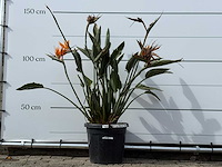 Paradijsvogelplant - strelitzia reginae - hoogte ca. 150 cm - afbeelding 2 van  6