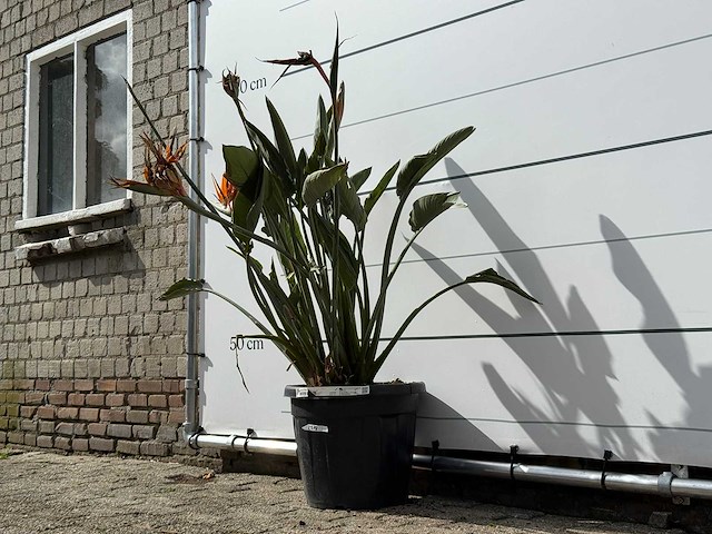 Paradijsvogelplant - strelitzia reginae - hoogte ca. 150 cm - afbeelding 3 van  6