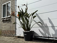 Paradijsvogelplant - strelitzia reginae - hoogte ca. 150 cm - afbeelding 3 van  6