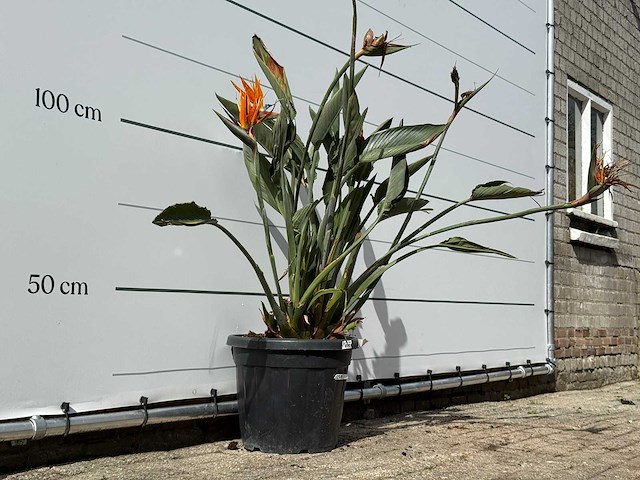 Paradijsvogelplant - strelitzia reginae - hoogte ca. 150 cm - afbeelding 4 van  6