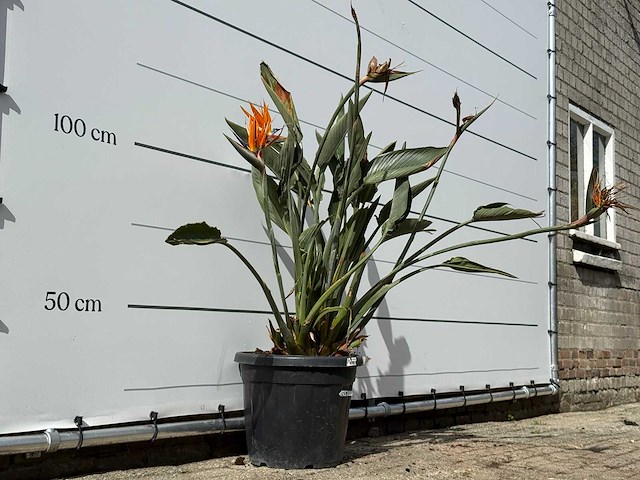 Paradijsvogelplant - strelitzia reginae - hoogte ca. 150 cm - afbeelding 5 van  6