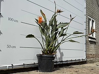 Paradijsvogelplant - strelitzia reginae - hoogte ca. 150 cm - afbeelding 5 van  6