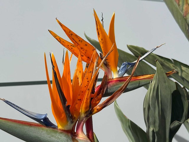 Paradijsvogelplant - strelitzia reginae - hoogte ca. 150 cm - afbeelding 6 van  6