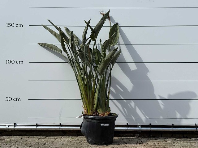 Paradijsvogelplant - strelitzia reginae - hoogte ca. 150 cm - afbeelding 1 van  8