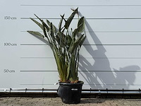 Paradijsvogelplant - strelitzia reginae - hoogte ca. 150 cm - afbeelding 1 van  8