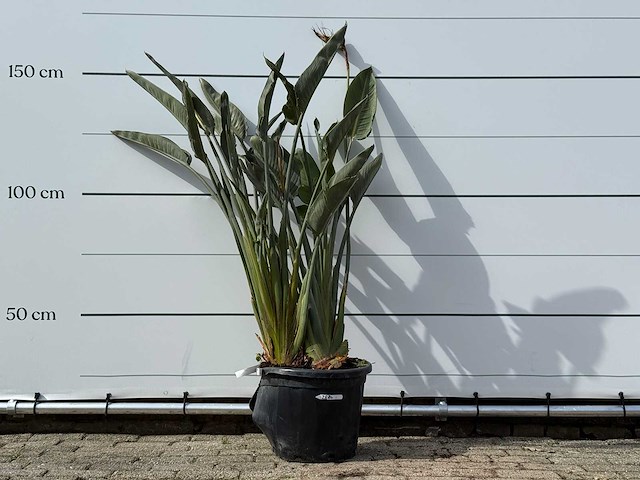 Paradijsvogelplant - strelitzia reginae - hoogte ca. 150 cm - afbeelding 2 van  8