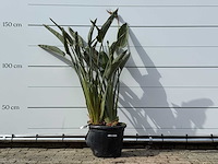 Paradijsvogelplant - strelitzia reginae - hoogte ca. 150 cm - afbeelding 2 van  8
