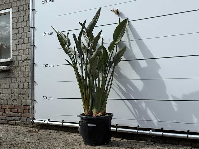 Paradijsvogelplant - strelitzia reginae - hoogte ca. 150 cm - afbeelding 3 van  8