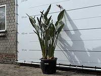 Paradijsvogelplant - strelitzia reginae - hoogte ca. 150 cm - afbeelding 3 van  8