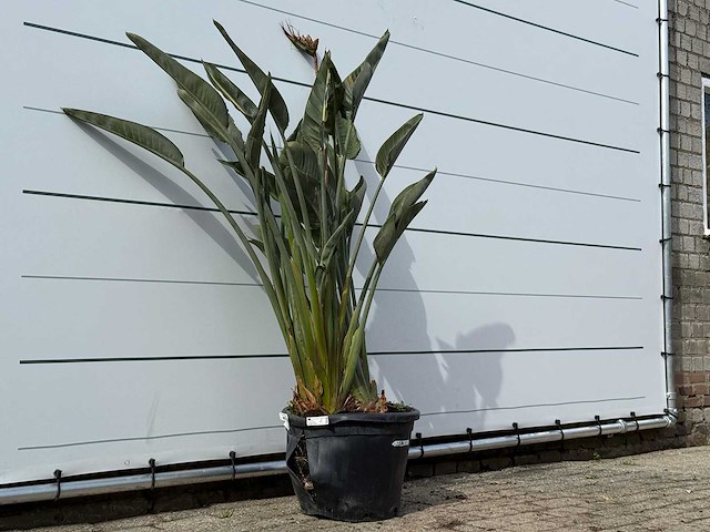 Paradijsvogelplant - strelitzia reginae - hoogte ca. 150 cm - afbeelding 4 van  8
