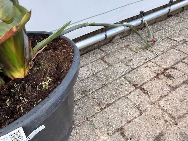 Paradijsvogelplant - strelitzia reginae - hoogte ca. 150 cm - afbeelding 5 van  8