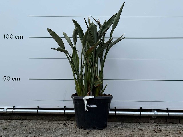 Paradijsvogelplant - strelitzia reginae - hoogte ca. 150 cm - afbeelding 6 van  8