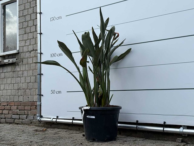 Paradijsvogelplant - strelitzia reginae - hoogte ca. 150 cm - afbeelding 7 van  8