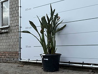 Paradijsvogelplant - strelitzia reginae - hoogte ca. 150 cm - afbeelding 7 van  8