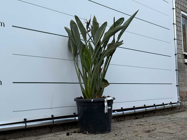 Paradijsvogelplant - strelitzia reginae - hoogte ca. 150 cm - afbeelding 8 van  8