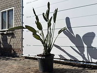 Paradijsvogelplant - strelitzia reginae - hoogte ca. 150 cm - afbeelding 2 van  4