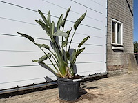 Paradijsvogelplant - strelitzia reginae - hoogte ca. 150 cm - afbeelding 3 van  4