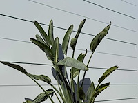 Paradijsvogelplant - strelitzia reginae - hoogte ca. 150 cm - afbeelding 4 van  4