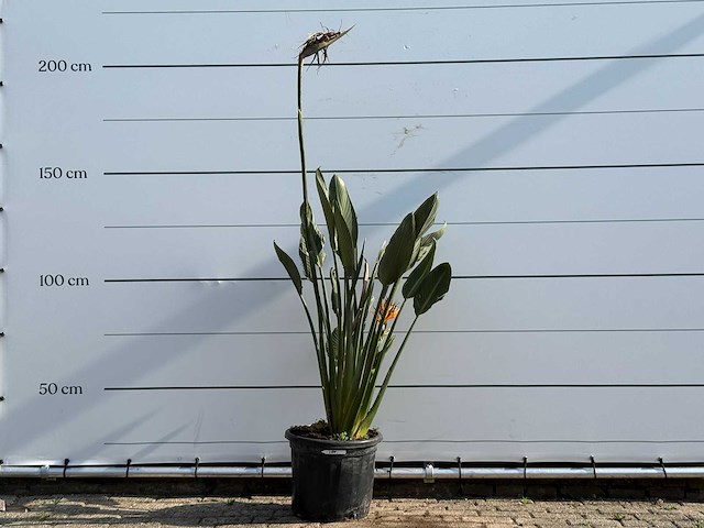 Paradijsvogelplant - strelitzia reginae - hoogte ca. 150 cm - afbeelding 1 van  3