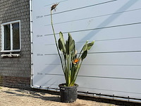 Paradijsvogelplant - strelitzia reginae - hoogte ca. 150 cm - afbeelding 2 van  3