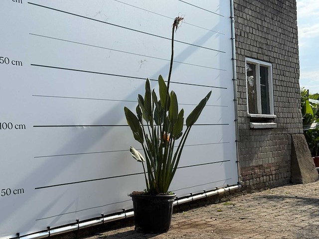 Paradijsvogelplant - strelitzia reginae - hoogte ca. 150 cm - afbeelding 3 van  3