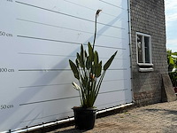 Paradijsvogelplant - strelitzia reginae - hoogte ca. 150 cm - afbeelding 3 van  3