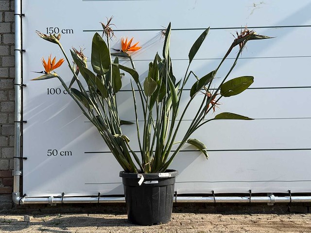 Paradijsvogelplant - strelitzia reginae - hoogte ca. 150 cm - afbeelding 1 van  3