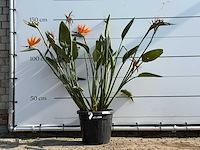 Paradijsvogelplant - strelitzia reginae - hoogte ca. 150 cm - afbeelding 1 van  3