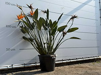 Paradijsvogelplant - strelitzia reginae - hoogte ca. 150 cm - afbeelding 2 van  3