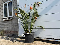 Paradijsvogelplant - strelitzia reginae - hoogte ca. 150 cm - afbeelding 3 van  3