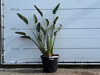 Paradijsvogelplant - strelitzia reginae - hoogte ca. 150 cm - afbeelding 1 van  3
