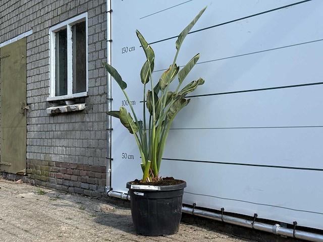 Paradijsvogelplant - strelitzia reginae - hoogte ca. 150 cm - afbeelding 2 van  3