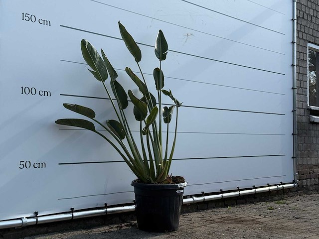Paradijsvogelplant - strelitzia reginae - hoogte ca. 150 cm - afbeelding 3 van  3