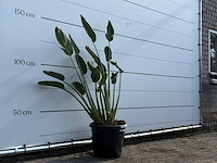 Paradijsvogelplant - strelitzia reginae - hoogte ca. 150 cm - afbeelding 3 van  3