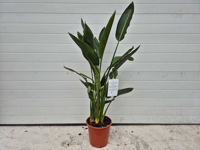 Paradijsvogelplant - strelitzia reginae - hoogte ca. 70 cm - afbeelding 1 van  3