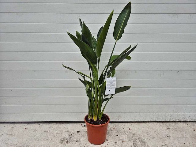 Paradijsvogelplant - strelitzia reginae - hoogte ca. 70 cm - afbeelding 1 van  3